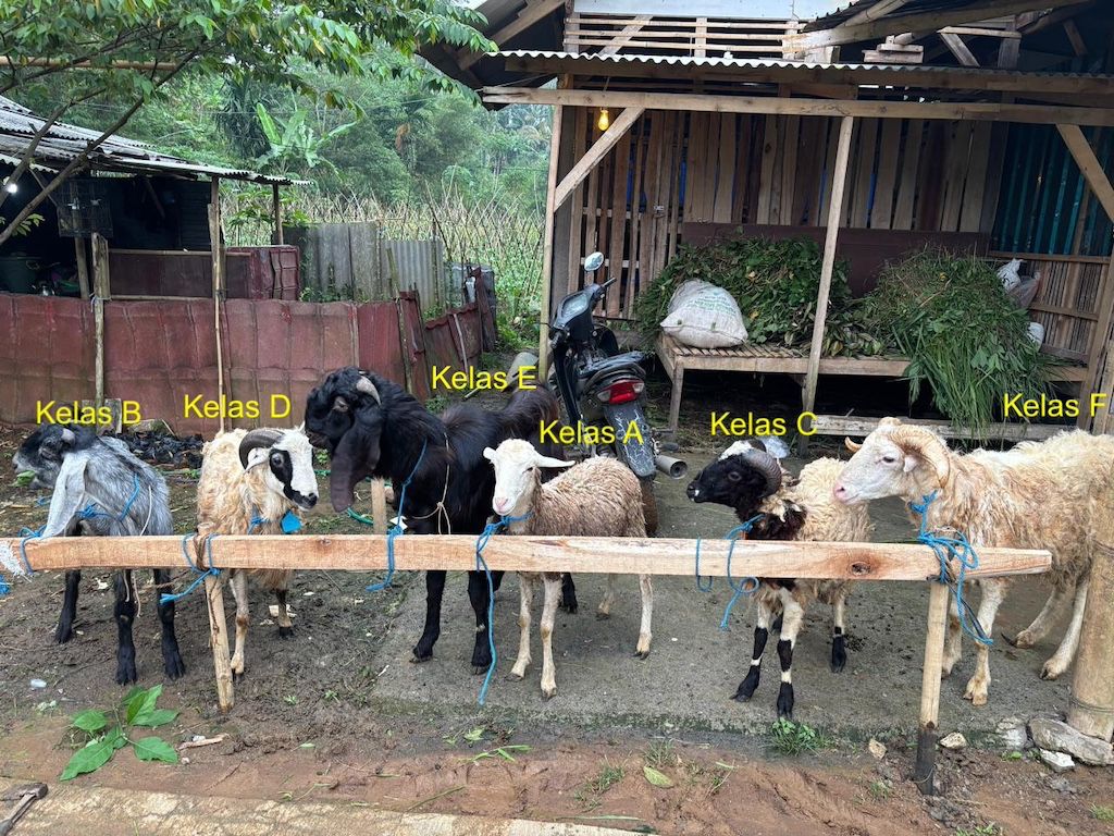 Hewan kurban/Dam untuk Diaspora 3