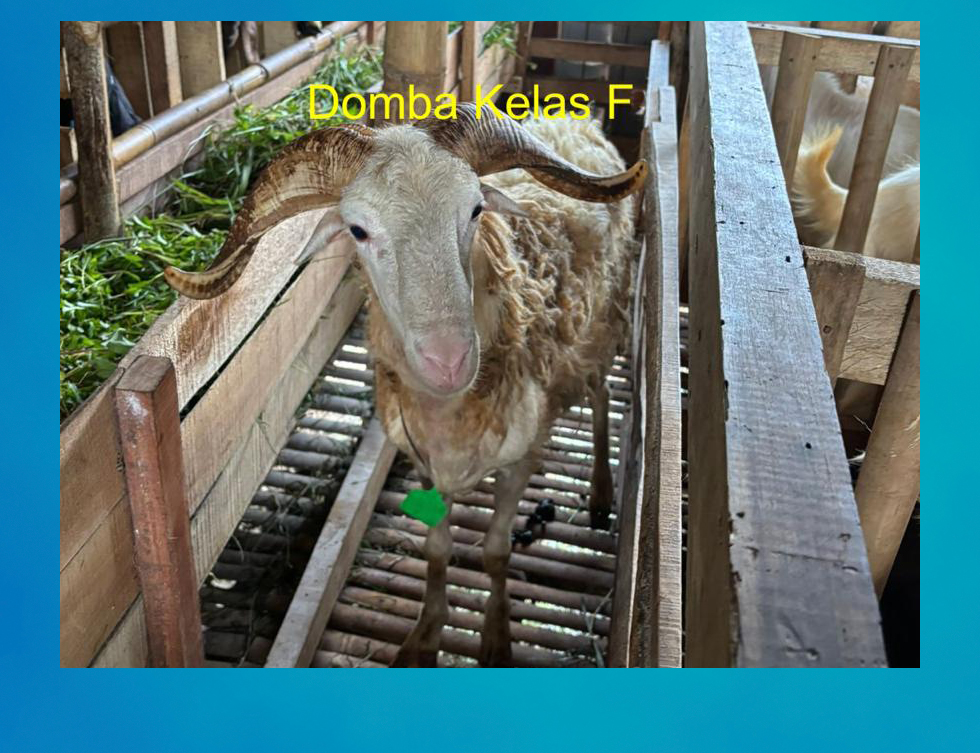 Hewan kurban/Dam untuk Diaspora 9